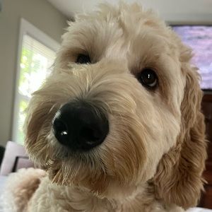 Meet your Posher, Leah